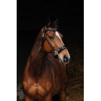 Cabezada de montar NORTON PRO Hackamore Negro