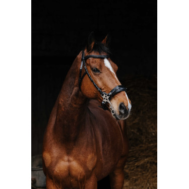 Cabezada de montar NORTON PRO Hackamore Negro
