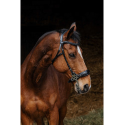Cabezada de montar NORTON PRO Hackamore Negro