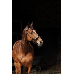 Cabezada de montar NORTON PRO Hackamore Cabezada de montar NORTON PRO Hackamore