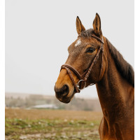 NORTON CLUB Square Cabezada de montar Havana Marrón NORTON CLUB Square Cabezada de montar Havana Marrón