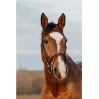 Bridon Norton Club Easy Havana Marrón