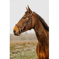 Bridon Norton Club Easy Negro