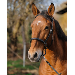 Trenza/Cabezada Norton Training Negro