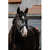 Cavezón ancho Norton Negro