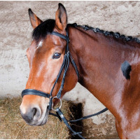 Cabezada Michel Robert muserola alemana T de T Havana oscuro Marr&amp;oacute;n