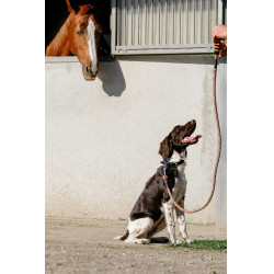 Correa para perro con asa EQUITHÈME - Haspen Negro / empuñadura naranja