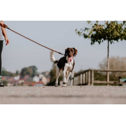 Correa para perro con asa EQUITHÈME - Haspen Negro / empuñadura naranja