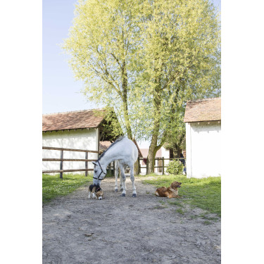 Collar de cuero Diego & Louna para perros Natural Marrón