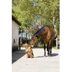 Collar de cuero Diego & Louna para perros Natural Marrón