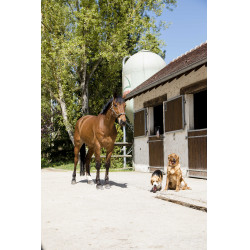 Collar de cuero Diego & Louna para perros Natural Marrón