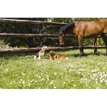 Collar de cuero Diego & Louna para perros Natural Marrón