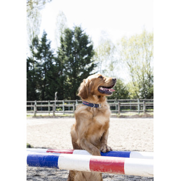 Collar de nailon Diego & Louna para perros Antracita / coral Gris