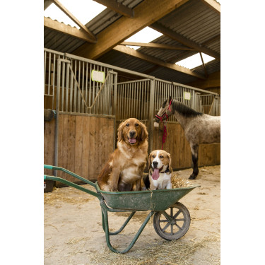 Collar de nailon Diego & Louna para perros Antracita / coral Gris