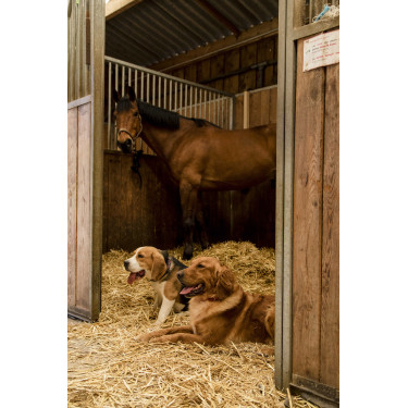 Collar de nailon Diego & Louna para perros Antracita / coral Gris