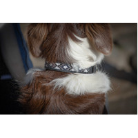 Collar para perro Pénélope Pearl Negro / blanco