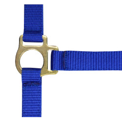 Cabezada potro de nylon Azul real