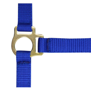 Cabezada potro de nylon Azul real
