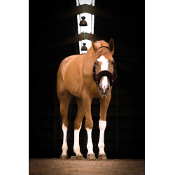 Cabezada Equi-Theme Teddy Negro / marrón