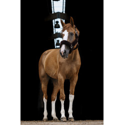 Cabezada Equi-Theme Teddy Negro / marrón