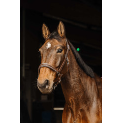 Cabezada de cuero Norton Rock Havana Marrón