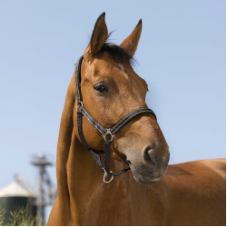 Cabezada de cuadra Norton "Reflective" Negro Cabezada de cuadra Norton "Reflective" Negro