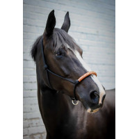 Cabezada de cuadra Pénélope American Negro