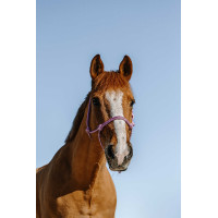 Licol éthologique NORTON - Glim Rosa / plata