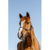 Licol éthologique NORTON - Glim Azul rey / oro