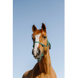 Licol éthologique NORTON - Glim Verde claro / plata