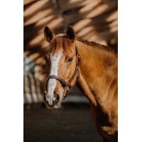 Licol NORTON - US Havana Marrón