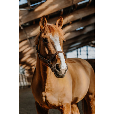 Licol NORTON - US Havana Marrón