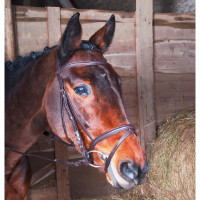 Cabezada Michel Robert muserola combinada T de T Havana oscuro Marrón