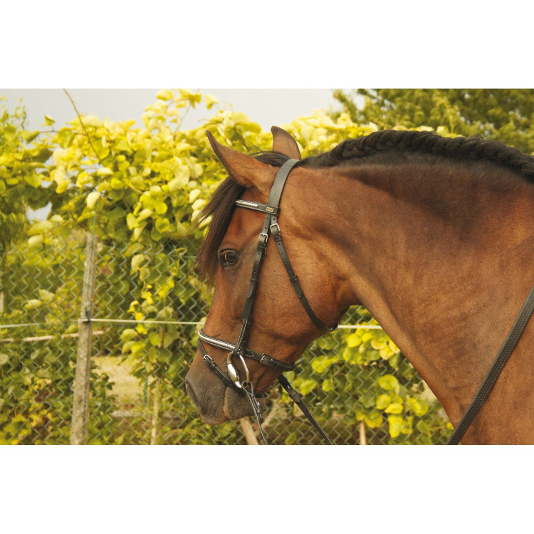 Cabezada clincher blanco goya T de T