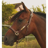 Cabezada de cuadra con placa para grabar Marrón oscuro