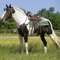 Silla western Randol's Topeka