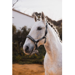 Cabezada de cuero B Vertigo Lennox Escarabajo verde