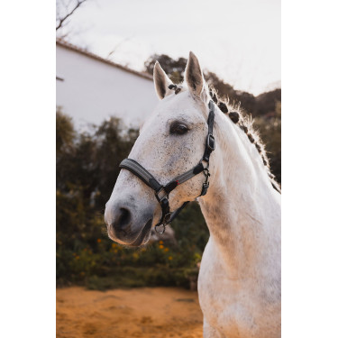 Cabezada de cuero B Vertigo Lennox Escarabajo verde