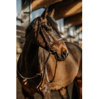 Bridon NORTON - Hunter Castaño