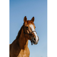 Cabestro etológico NORTON - Zary Castaño Marrón