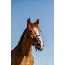 Cabestro etológico NORTON - Zary Castaño Marrón