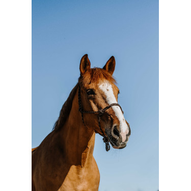 Cabestro etológico NORTON - Zary Castaño Marrón