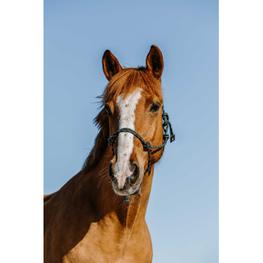 Cabestro etológico NORTON - Zary Verde oscuro Cabestro etológico NORTON - Zary Verde oscuro