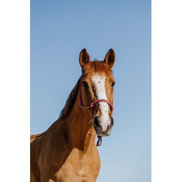 Cabestro etológico NORTON - Zary Rosa viejo