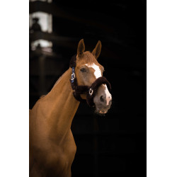 Cabezada Equi-Theme Teddy Marino / marrón Azul