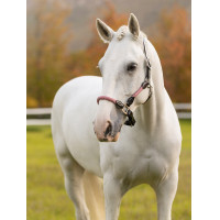 Cabezada LeMieux Ropella Arándano