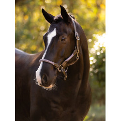 Cabezada LeMieux Ropella Lila Violeta