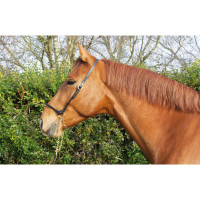 Cabezada de presentación cuero T de T Havana oscuro Marrón