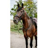 Bridon endurance NORTON - Pop Negro