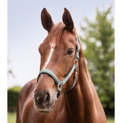 Cabezada Waldhausen Satin Azul plateado